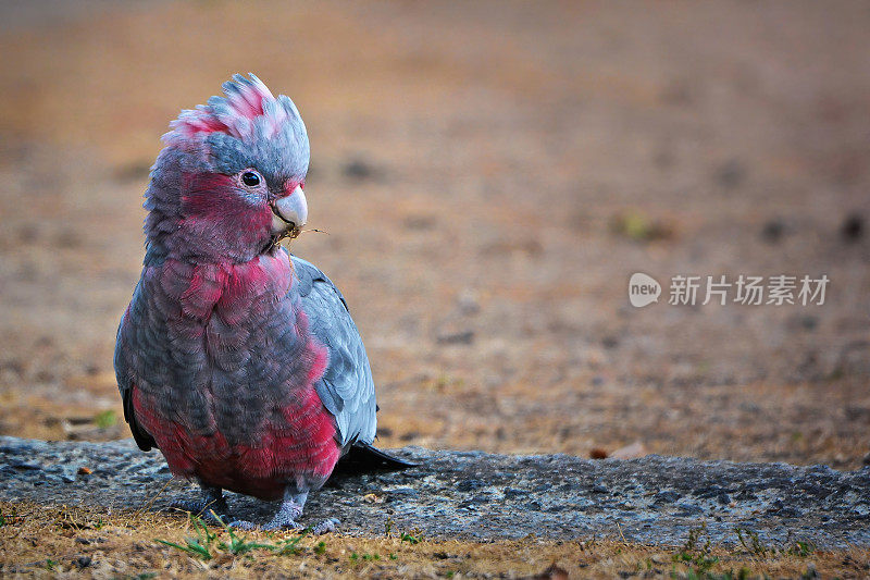 婴儿喙(Eolophus roseicapilla)